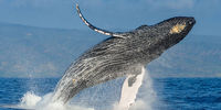کشف لاشه نهنگ غول پیکر در سواحل چابهار+ عکس
