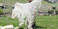 پشم در کشور تمام شد؟/ یک مسئول خبر داد!