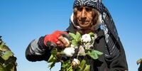 تصاویر| برداشت طلای سفید