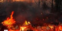 خرید و فروش زغال جنگلی در دیوار ممنوع شد
