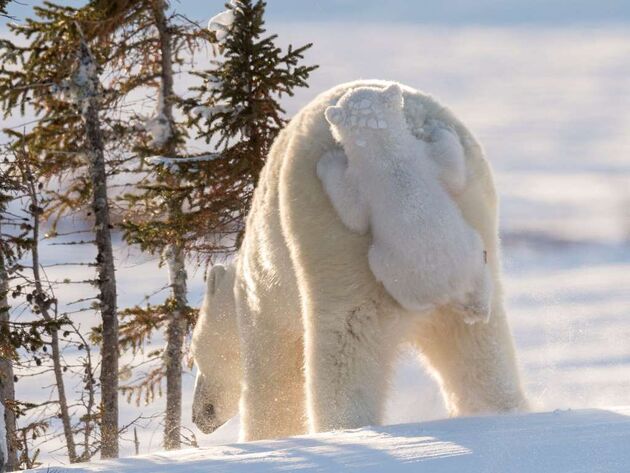 WildLife 2