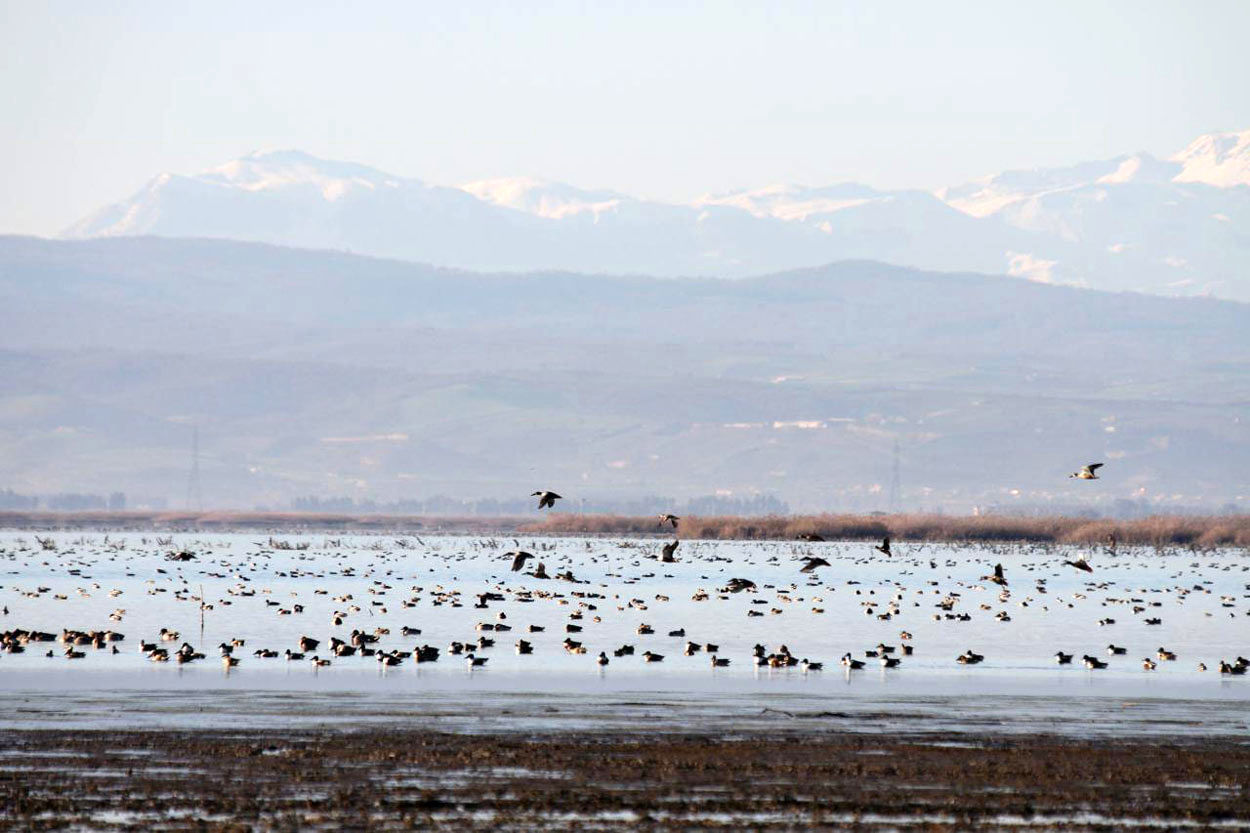 خبر مهم درباره پرونده پتروشیمی میانکاله / ختم به خیر شد
