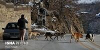 زنگ خطر یک بیماری خطرناک در مهریز به صدا درآمد!