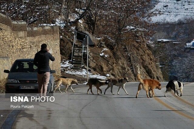 زنگ خطر یک بیماری خطرناک در مهریز به صدا درآمد!