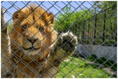 وضعیت عجیب یک شیر در باغ وحش مشهد جنجالی شد+عکس
