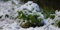 گزارش تصویری بارش برف پاییزی - زنجان و تبریز

