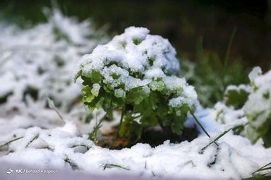 گزارش تصویری بارش برف پاییزی - زنجان و تبریز

