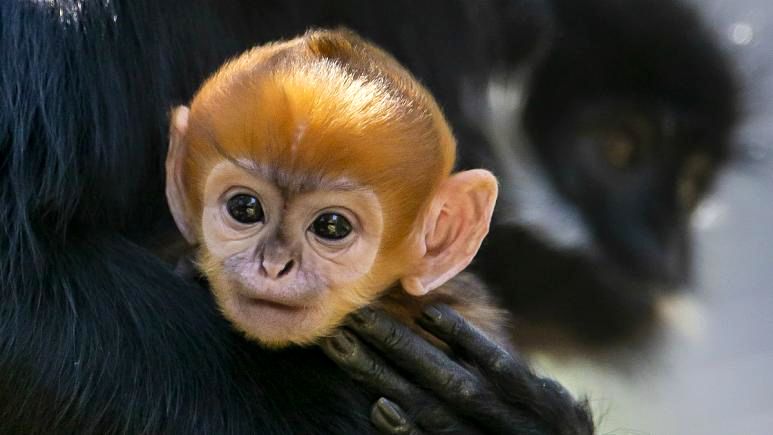 تولد یک نمونه نادر میمون در استرالیا