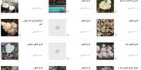 قیمت قارچ‌های وحشی سر به فلک کشید