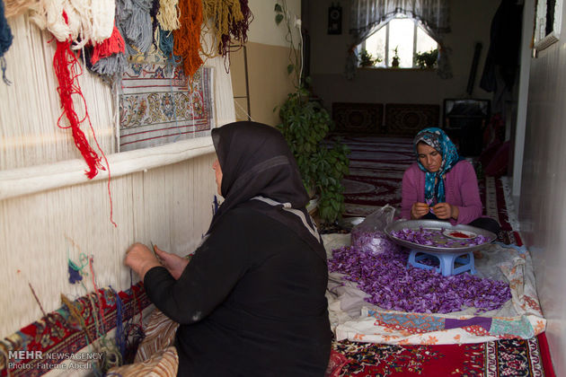 برداشت زعفران در اراک