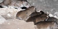 موش‌های آدمخوار در انتظار زلزله تهران / پایتخت چه تعداد موش دارد؟