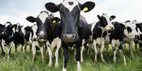 راهکار قطری برای خودکفایی در تولید شیر / واردات هوایی 4000 راس گاو !