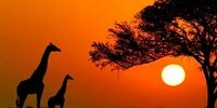 این درخت حرف می زند +عکس 