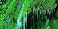 اینجا بزرگ ترین آبشار خزه ای ایران است+تصاویر