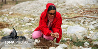 کاشت بلوط بومی در خرم آباد