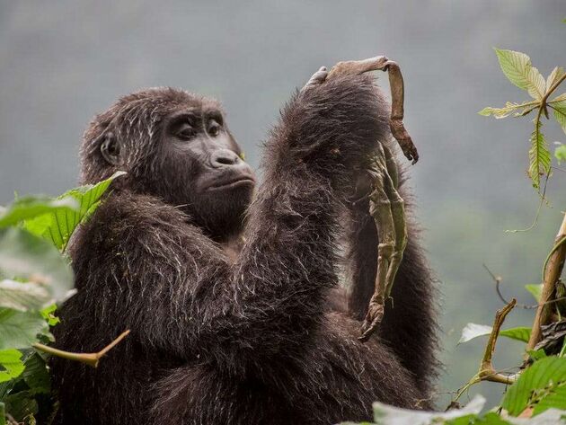 WildLife 2