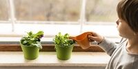 گیاهان آپارتمانی چه تاثیر بر روح و روان شما می‌گذارند؟
