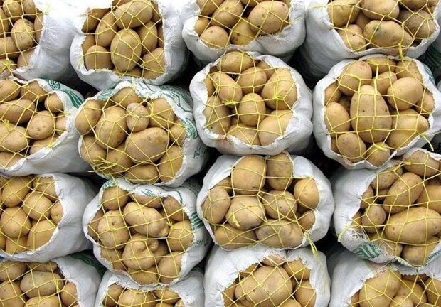 ازبکستان: سیب زمینی‌های صادراتی ایران هیچ مشکلی نداشته است