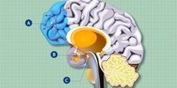 سلول‌های کنترل‌کننده گرسنگی بر عملکرد مغز چه تاثیری می‌گذارند؟