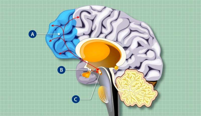 سلول‌های کنترل‌کننده گرسنگی بر عملکرد مغز چه تاثیری می‌گذارند؟