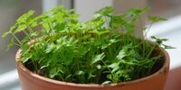 این سبزی ارزان قیمت دیابت را کنترل می‌کند!