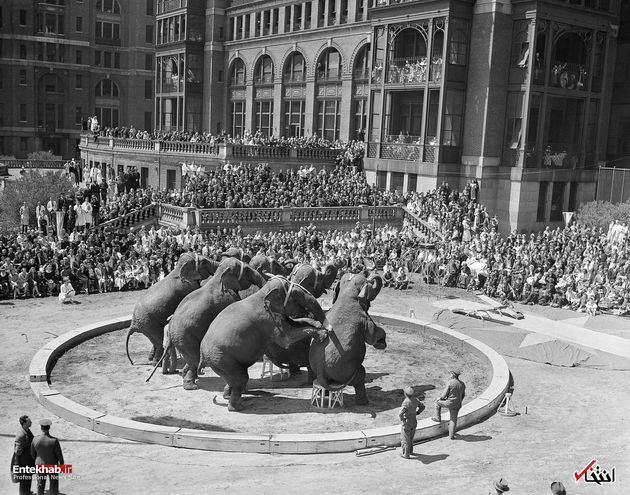 25 آوریل 1941 : نمایش فیل ها در نیویورک