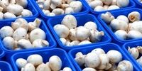 افزایش انفجاری قیمت قارچ بعد از جنگ/ قیمت از 80 به 260 هزار تومان رسید