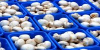افزایش انفجاری قیمت قارچ بعد از جنگ/ قیمت از 80 به 260 هزار تومان رسید
