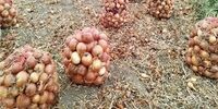 آغاز خرید توافقی پیاز از کشاورزان جنوب کشور + زمان
