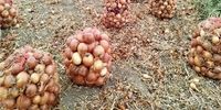آغاز خرید توافقی پیاز از کشاورزان جنوب کشور + زمان