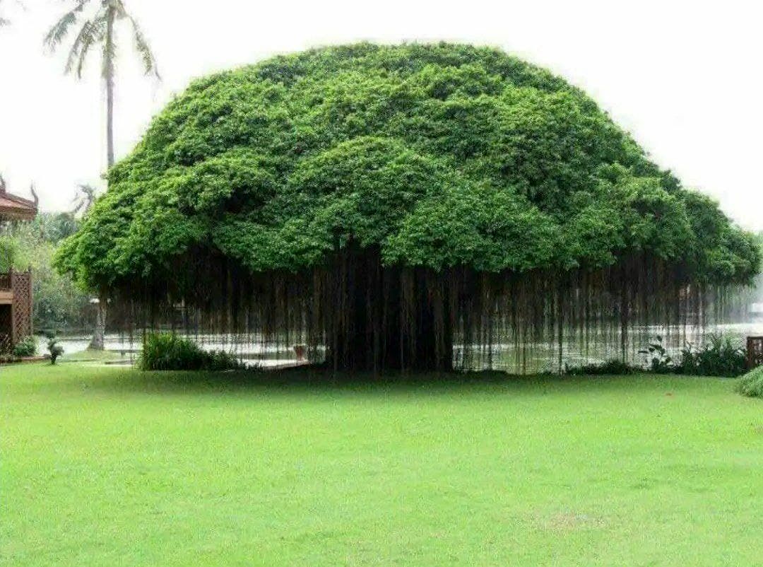 درخت عجیبی که ریشه‌های معلق در هوا دارد + عکس