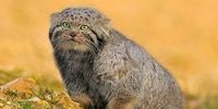 زیباترین گربه ایران که در حال انقراض است+عکس