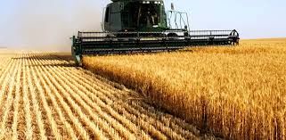نرخ‌های جدید خرید گندم به زودی اعلام می‌شود