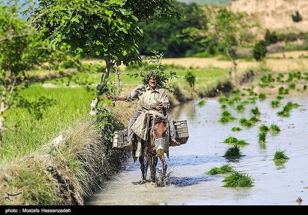 نشا برنج در گلستان