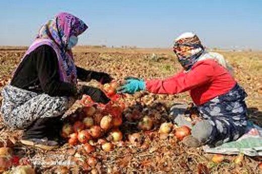 افزایش قیمت پیاز و سیب زمینی/ علت اعلام شد