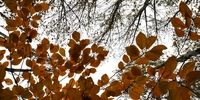تصاویر طبیعت پاییزی جاده چالوس

