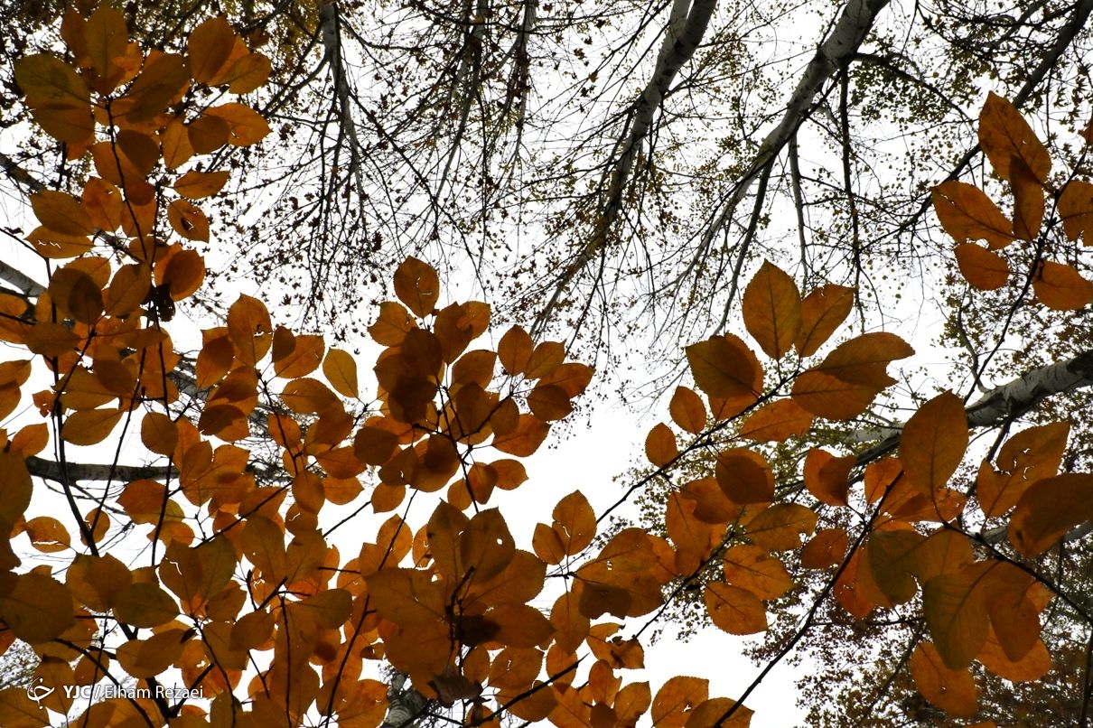 تصاویر طبیعت پاییزی جاده چالوس

