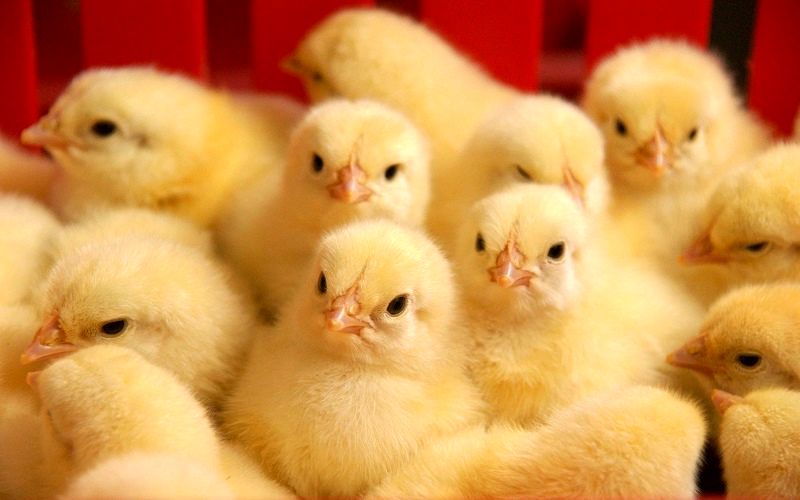 نرخ مصوب جوجه یک‌روزه ۳۲ هزار و ۷۰۰ تومان تعیین شد/ مرغ ارزان‌ می‌شود؟