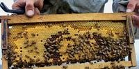 نقش موثر صندوق حمایت از توسعه صنعت زنبورداری در افزایش تولید عسل و ژل رویال در کشور