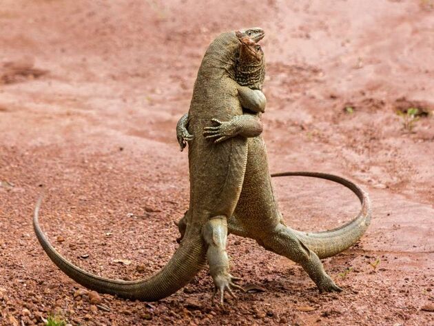 WildLife 2