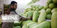 تولید ۱۶۶ هزار تن هندوانه برای شب یلدا
