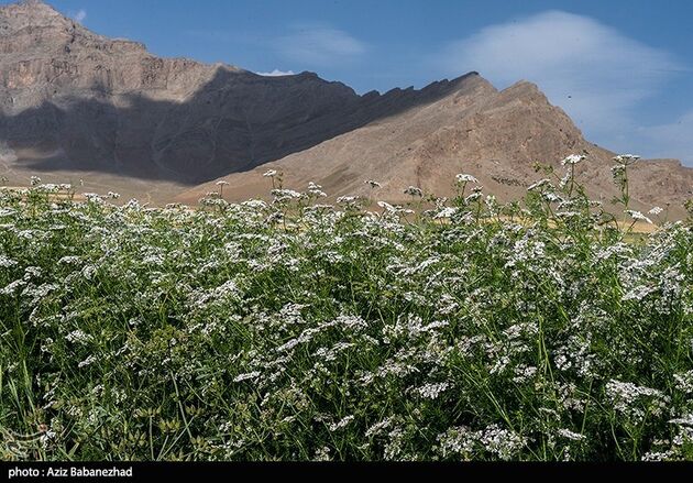 image11