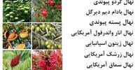 پربازده ترین نهال میوه تجاری کدام است؟ معرفی و فروش ۶۸ رقم نهال زودبازده و دیرگل