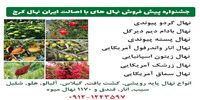 پربازده ترین نهال میوه تجاری کدام است؟ معرفی و فروش ۶۸ رقم نهال زودبازده و دیرگل