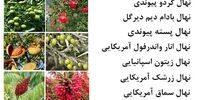 پربازده ترین نهال میوه تجاری کدام است؟ معرفی و فروش ۶۸ رقم نهال زودبازده و دیرگل