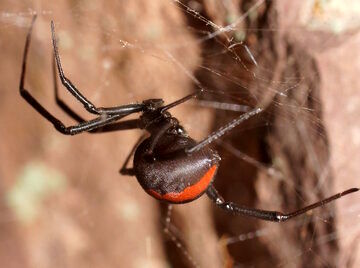  خطرناک‌ترین عنکبوت دنیا در ایران زندگی می کند!+عکس