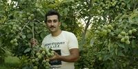 احداث باغ گردو پربار و خوشه ای با کاشت نهال گردو کانادایی