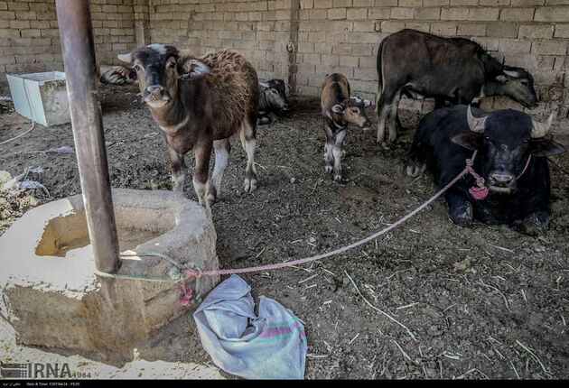 گاومیش هورالعظیم؛ عکس علی مهدی پور