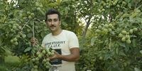 فروش یارانه ای نهال گردو چندلر و فرنور