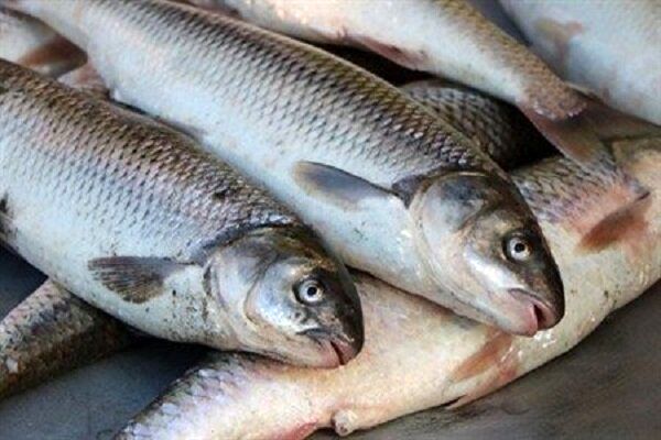 کاهش تعرفه واردات ماهی به عراق